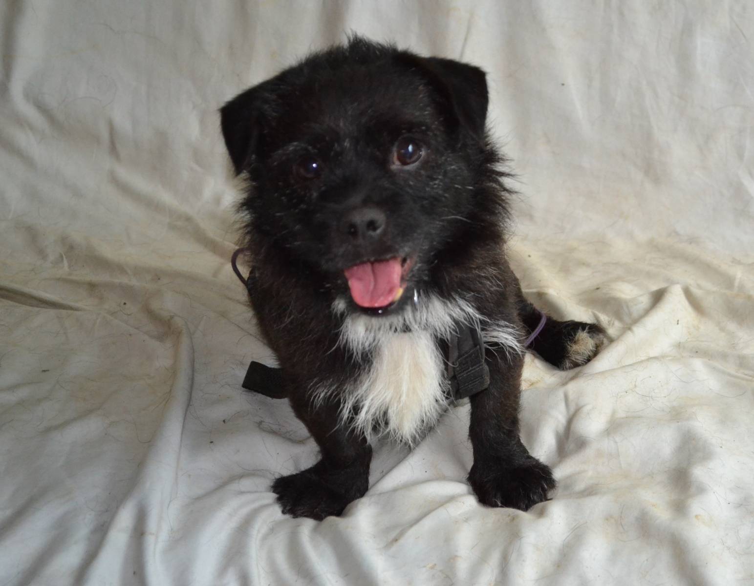Frodo, Mischling – Hund zur Adoption in Würenlos (AG)