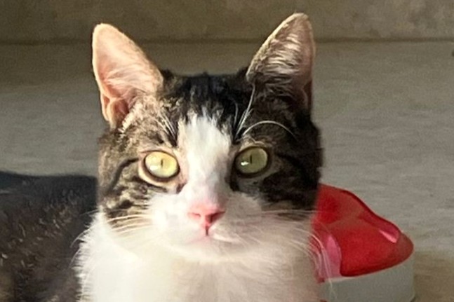 Rocky, EHK – Katze zur Adoption in Châtillon FR (FR)