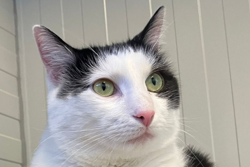 Skitty, EHK – Katze zur Adoption in Châtillon FR (FR)