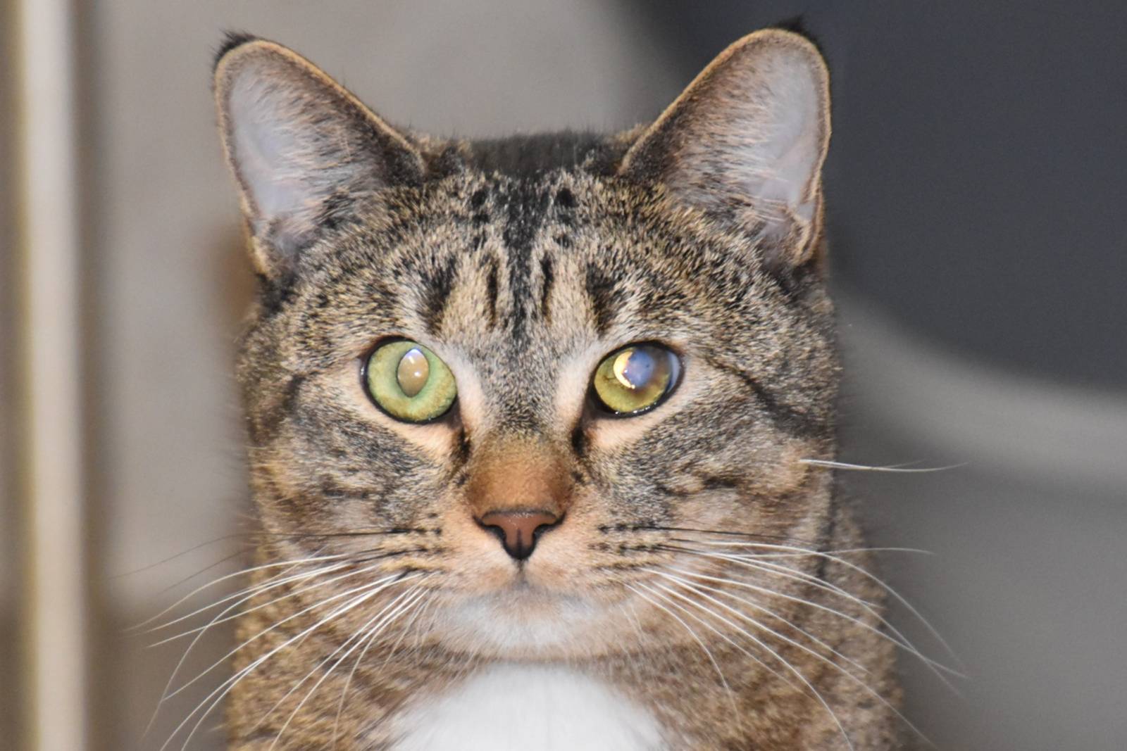 Travis, EHK – Katze zur Adoption in Châtillon FR (FR)