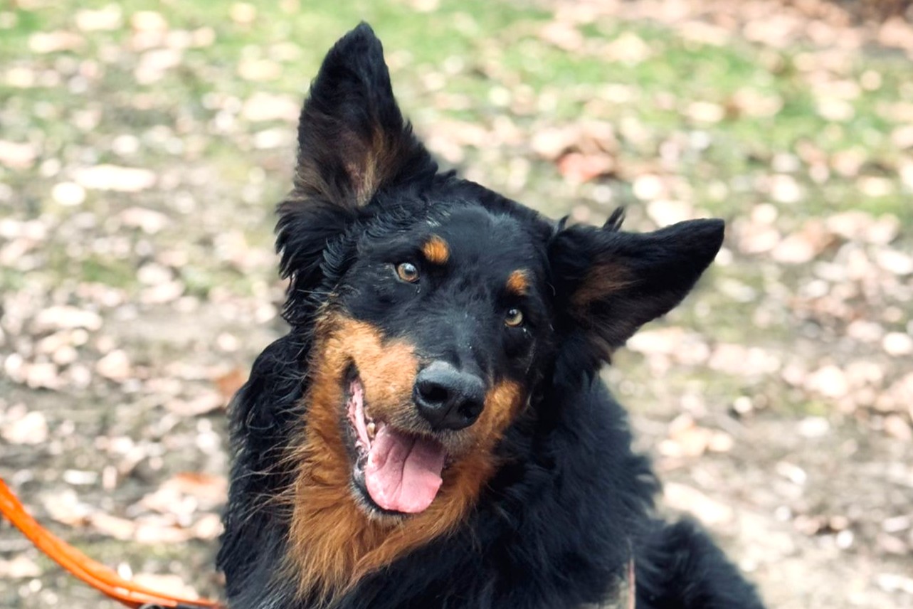 Berti, Schäfermischling – Hund zur Adoption in Châtillon FR (FR)