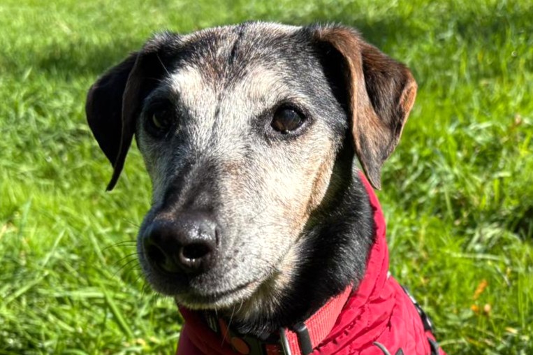 Lumpi, Foxterrier x Jagdterrier – Hund zur Adoption in Châtillon FR (FR)