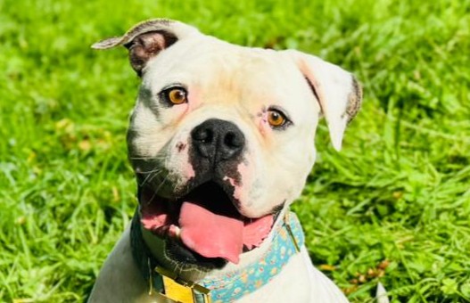 Chance, American Bulldog – Hund zur Adoption in Châtillon FR (FR)