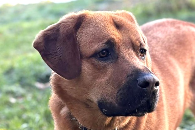 Ozzy, Labradormischling – Hund zur Adoption in Châtillon FR (FR)