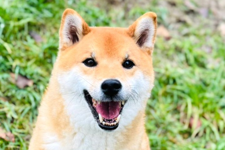 Rémus, Shiba Inu – Hund zur Adoption in Châtillon FR (FR)