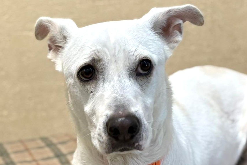 Kayu, Schweizerischer weisser Schäfermischling – Hund zur Adoption in Châtillon FR (FR)