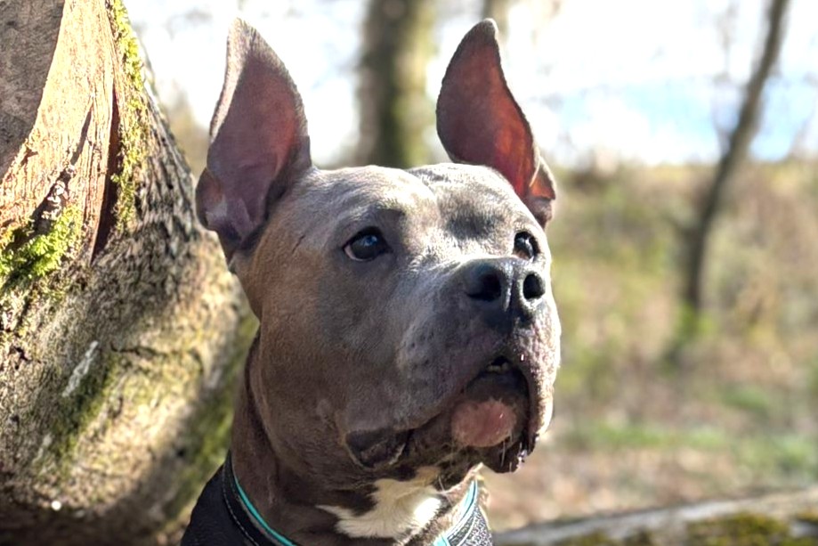 King, American Staffordshire Terrier – Hund zur Adoption in Châtillon FR (FR)