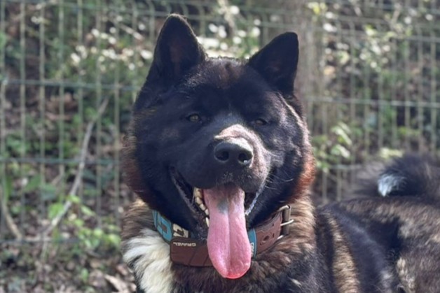 Marley, Amerikanischer Akita – Hund zur Adoption in Châtillon FR (FR)