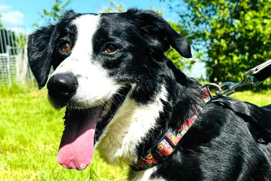Lilou, Border Collie x Berner Sennenhund – Hund zur Adoption in Châtillon FR (FR)