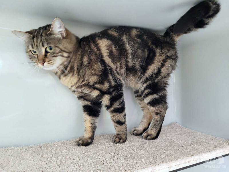 Tüfeli & Simba, sind zwei freundliche Katzendamen