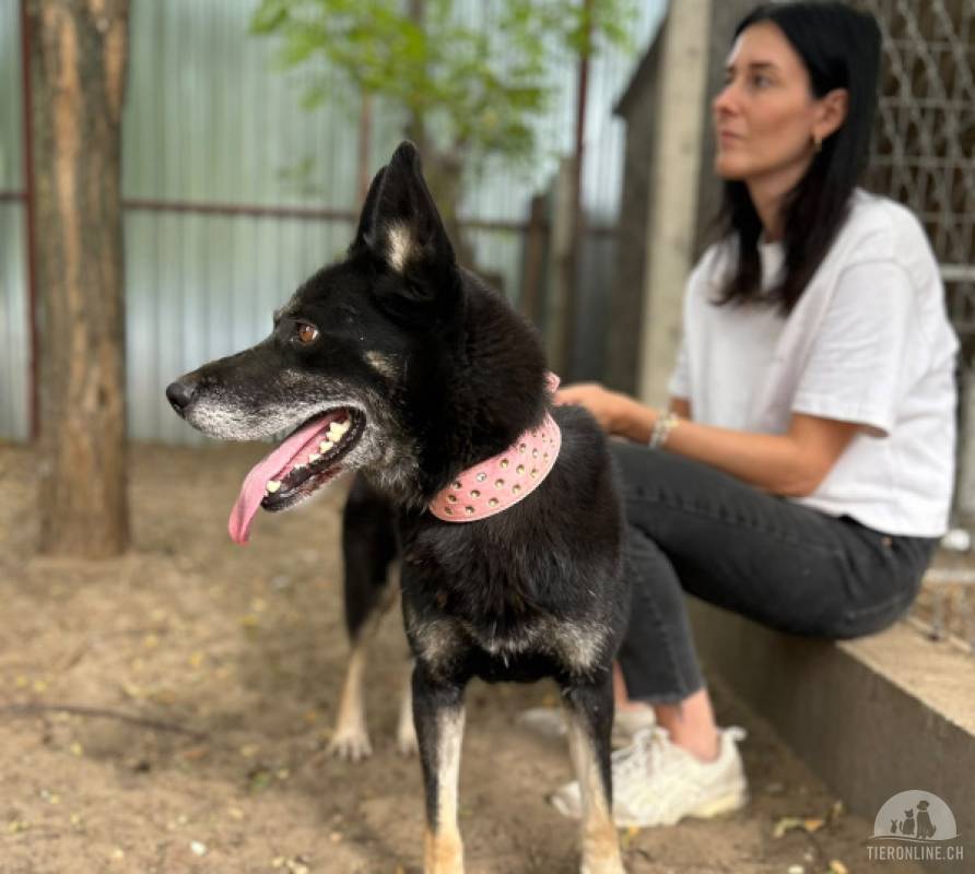 Latinka, toller Schäferhund-Mix
