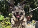 Ältere Tiere die ein Zuhause suchen