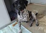 Handicap Fellnase Lenny sucht ein Zuhause