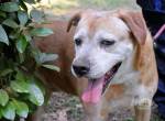 Notfall - Rinaldo - Gold-Senior sucht dringend Zuhause