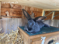 3-jähriger kastrierter lieber Blau Wiener Rammler