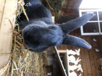 3-jähriger kastrierter lieber Blau Wiener Rammler
