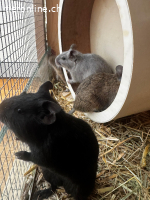 4 Degus suchen neues Zuhause (Männchen)