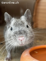 4 Degus suchen neues Zuhause (Männchen)