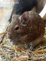 4 Degus suchen neues Zuhause (Männchen)
