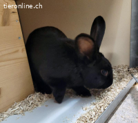 6 Kaninchen: Mutter, Vater, 2 Mädels, 2 Jungs suchen Zuhause