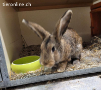 6 Kaninchen: Mutter, Vater, 2 Mädels, 2 Jungs suchen Zuhause