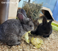 6 Kaninchen: Mutter, Vater, 2 Mädels, 2 Jungs suchen Zuhause