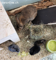 6 Kaninchen: Mutter, Vater, 2 Mädels, 2 Jungs suchen Zuhause