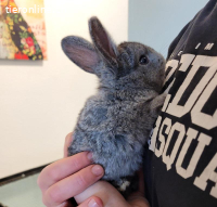 6 Kaninchen: Mutter, Vater, 2 Mädels, 2 Jungs suchen Zuhause