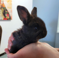 6 Kaninchen:Mutter, Vater, 2 Mädels & 2 Jungs suchen Zuhause