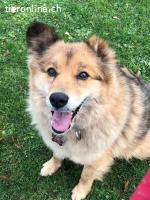 Aaron, ein äusserst loyaler Begleiter fürs Leben!