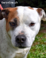 Abalyn - Piratin will Ihr Herz entern