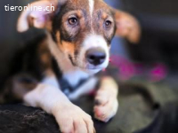 Achilles - ein Herz voller Neugier