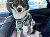 Achilles - ein Herz voller Neugier