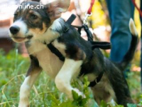 Achilles - ein Herz voller Neugier