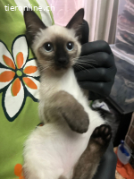 Herzige Kitten suchen Traumzuhause