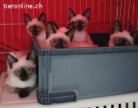 Herzige Kitten suchen Traumzuhause