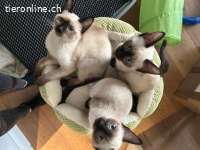 Herzige Kitten suchen Traumzuhause
