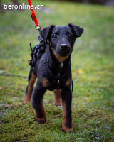 Achtung Zuckerschock – unser süsser Welpe Zorro