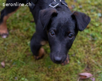Achtung Zuckerschock – unser süsser Welpe Zorro