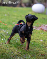 Achtung Zuckerschock – unser süsser Welpe Zorro