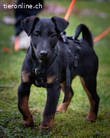 Achtung Zuckerschock – unser süsser Welpe Zorro