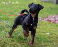 Achtung Zuckerschock – unser süsser Welpe Zorro
