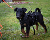Achtung Zuckerschock – unser süsser Welpe Zorro