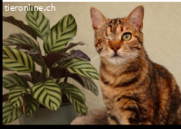 ADELE - IST EIN BESONDERES LIEBENSWERTES MAEDCHEN