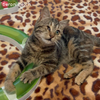 ADELE - IST EIN BESONDERES LIEBENSWERTES MAEDCHEN