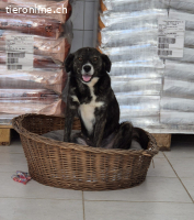 Agabi unsere perfekte Anfängerhündin