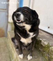 Agabi unsere perfekte Anfängerhündin