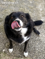 Agabi unsere perfekte Anfängerhündin