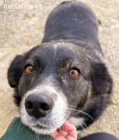 Agabi unsere perfekte Anfängerhündin