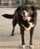 Agabi unsere perfekte Anfängerhündin